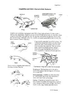 Amphibia: Characteristics