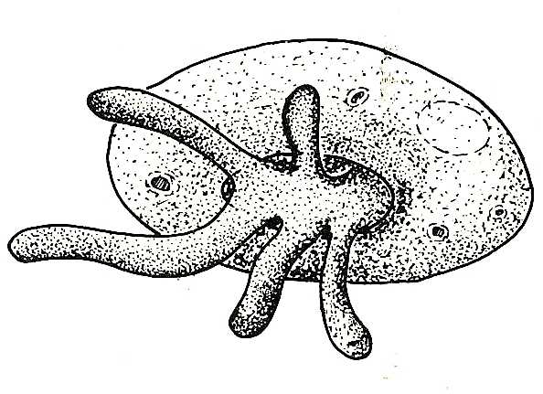 Protozoa: Arcella
