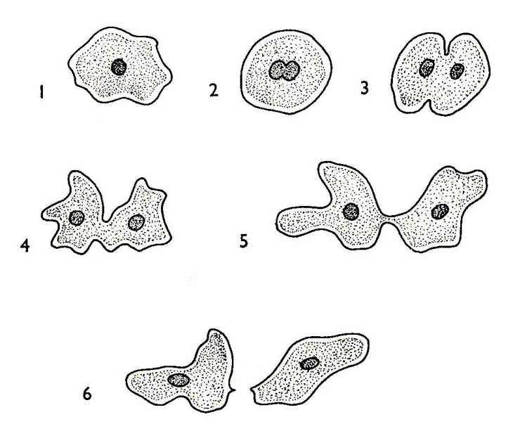 Amoeba Reproduction