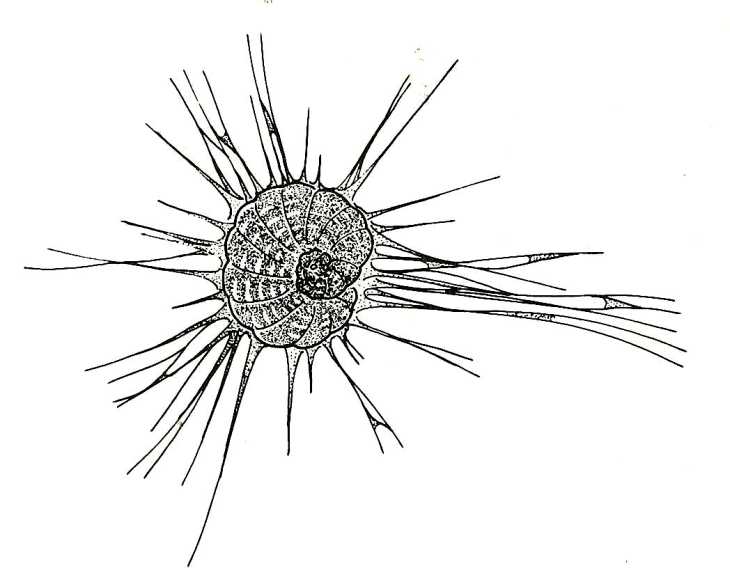 Protozoa: Polystomella