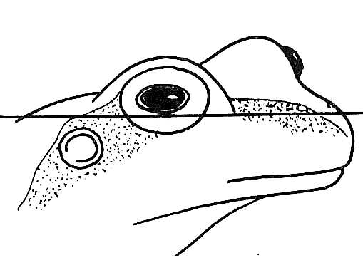 Amphibia Eyes & Nostrils