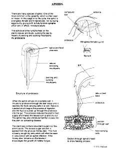 Aphid