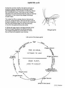 Aphid Life-Cycle