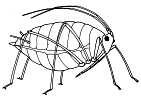 Wingless Aphid