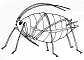 Wingless Aphid
