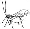 Wingless Aphid
