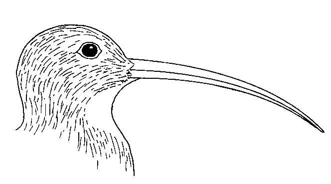 Bird Beaks. Curlew