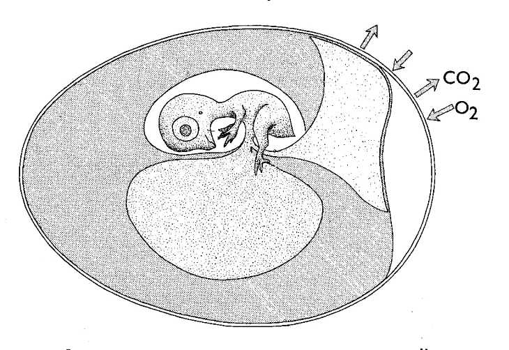 Bird Embryo