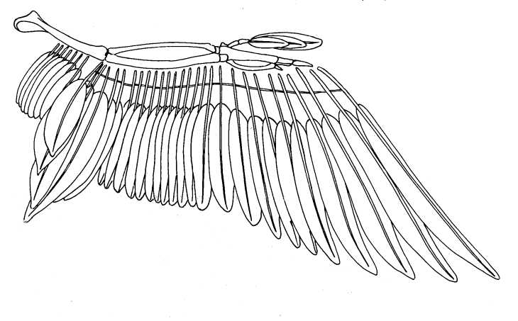 Bird Wing Structure