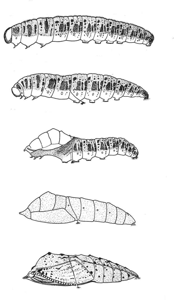 Butterfly Life-Cycle caterpillars