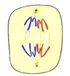 Chromosomes and cell division