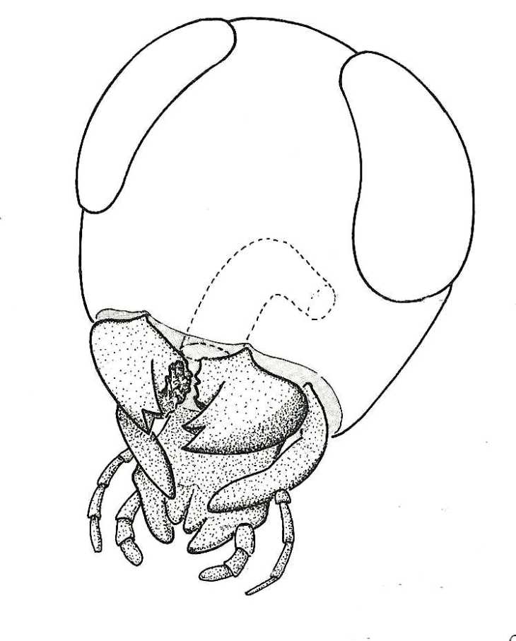 Head of cockroach to show mouthparts