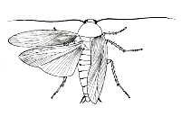 Cockroach (Periplaneta americana)