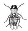 Biological illustrations