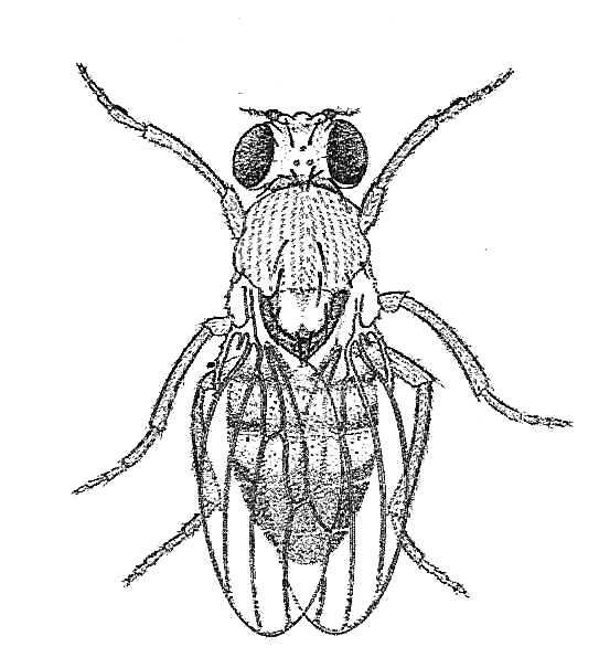 Fruit fly (Drosophila)