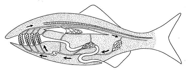Fish Circulatory System