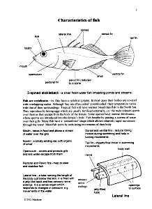 Characteristics of Fish