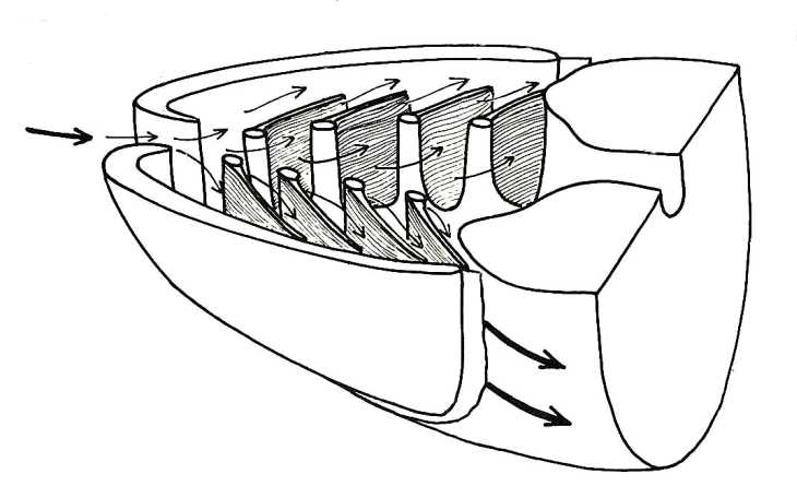 Respiratory Flow in Fish