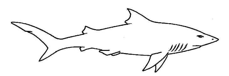 drawing shark