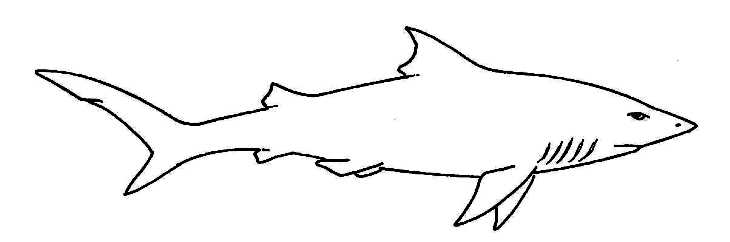 Shark