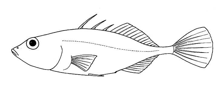 Fish. 3-spined stickleback