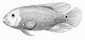 Tilapia image