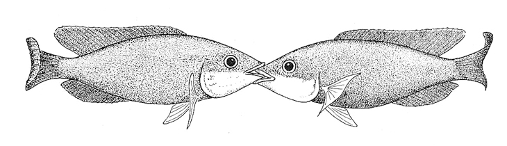 Tilapia natalensis. Territorial dispute