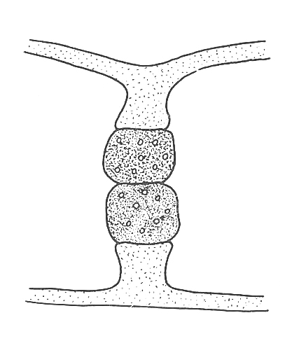 Rhizopus Reproduction 2 - nuclei divide