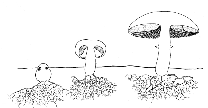 Fungi. Mushroom