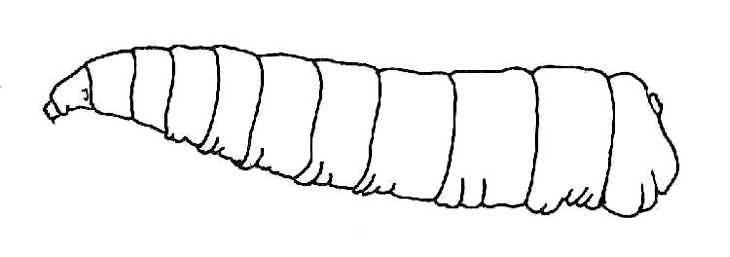 Housefly Larva