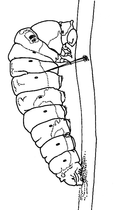 Papilio demodocus. Larva claspers