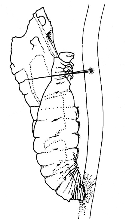 Papilio demodocus larva pupating