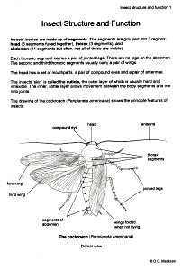 Insect Structures