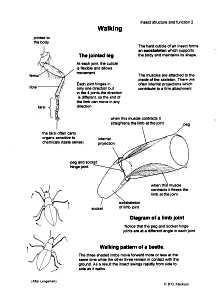 Insect Function: Walking