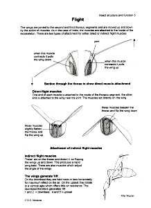 Insect Flight