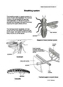 Insect Breathing System