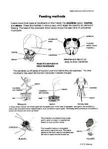 insect feeding