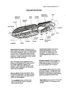 Insect Internal Structures