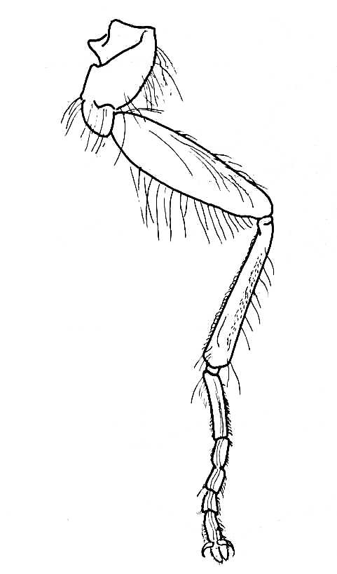 Insect Leg. Movement of Joints