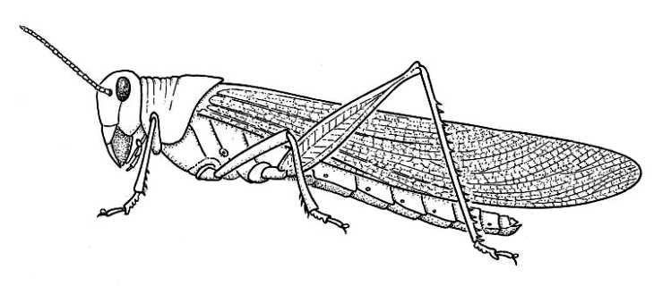 Locust Imago