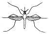 Mosquito Adult