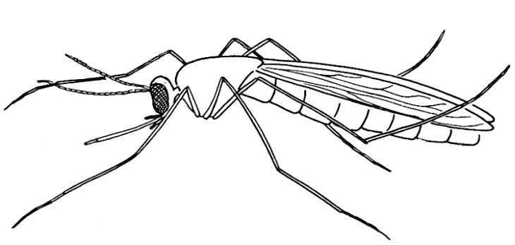 Mosquito Adult 1
