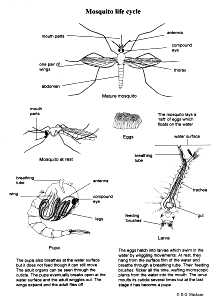 Mosquito Life-Cycle 1