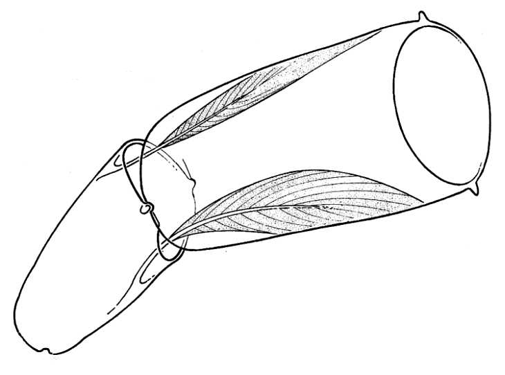 Butterfly Life-Cycle 2