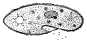 Paramecium drawings