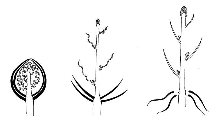 Diagram of Bud Growth