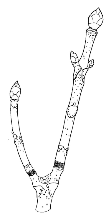 Drawing of Horse-chestnut twig