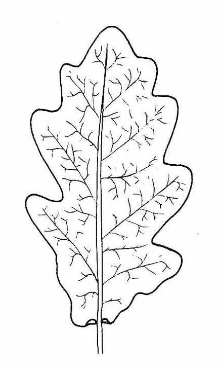 Drawing of Oak Leaf