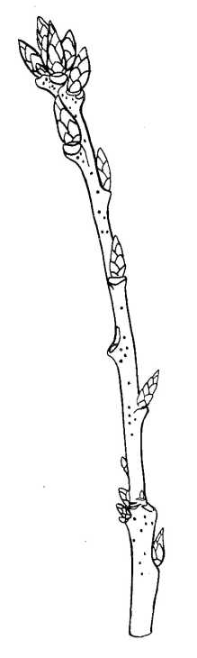Drawing of Oak Twig