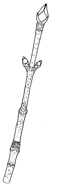 Drawing of Sycamore Twig